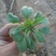 小苦菜5~10厘米