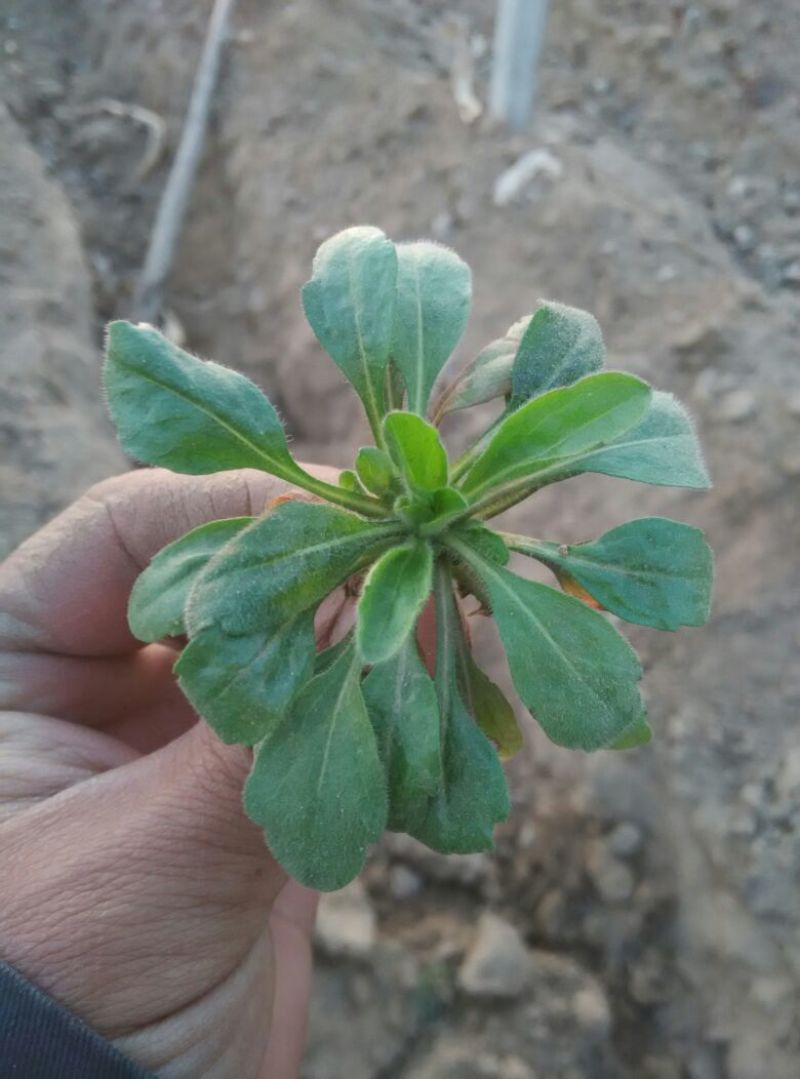 小苦菜5~10厘米