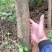 黄花风铃木3m以上，规格齐全