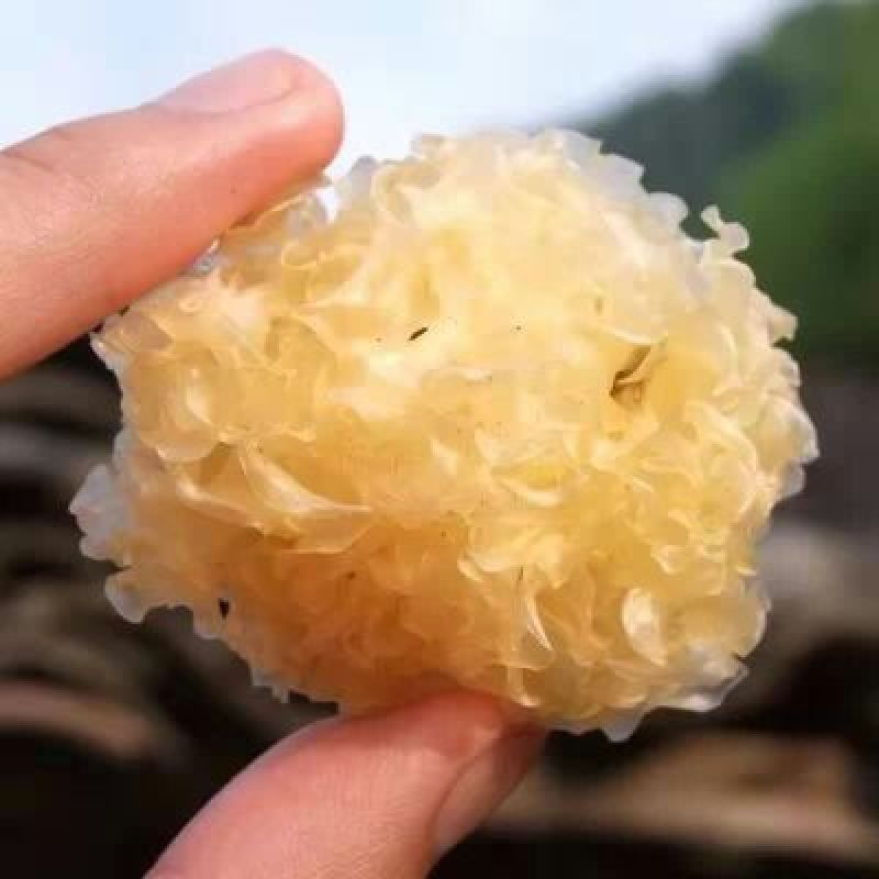 椴木银耳一级