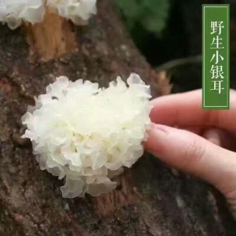 椴木银耳一级