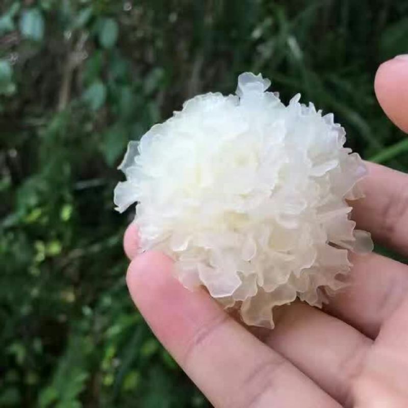 椴木银耳一级