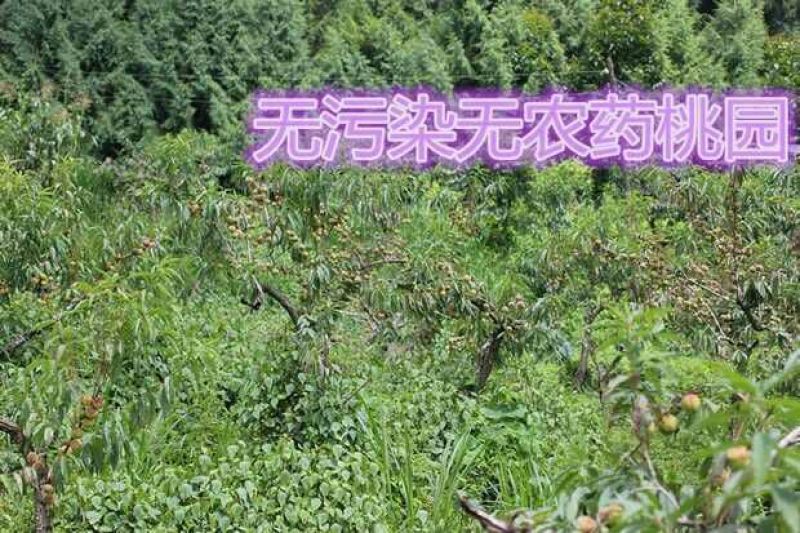 桃胶包装