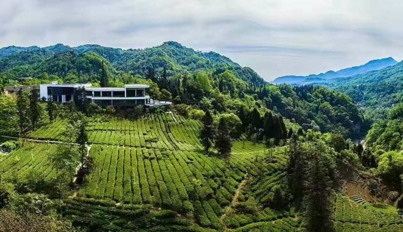 川茶三级