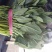 越冬菠菜20~30厘米山东省聊城市莘县基地直供