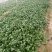 越冬菠菜20~30厘米山东省聊城市莘县基地直供