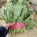 越冬菠菜20~30厘米山东省聊城市莘县基地直供