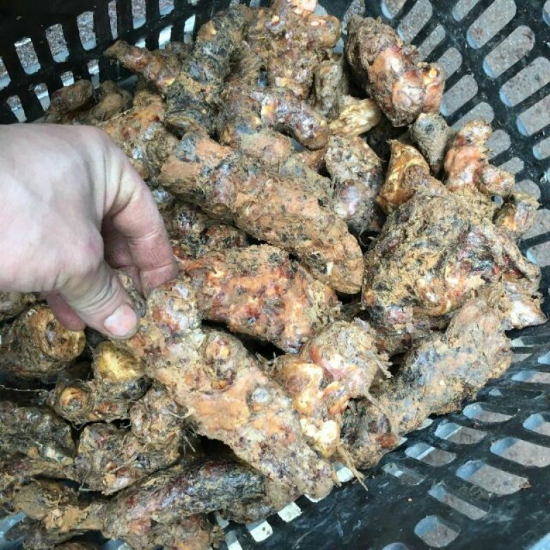 土茯苓本地中土，一两至三两。粉质白肉