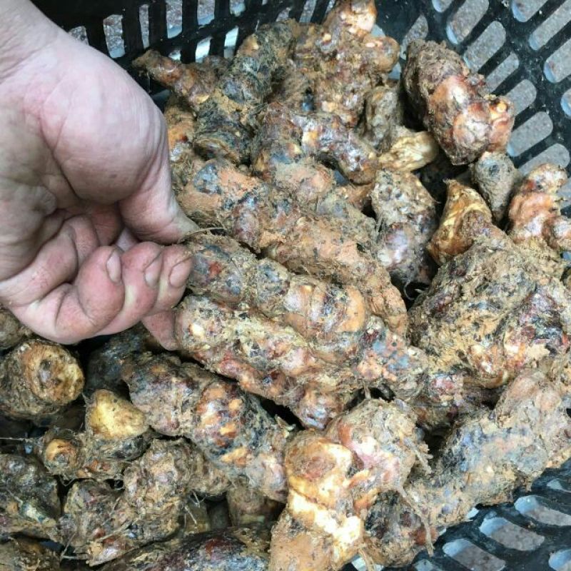 土茯苓本地中土，一两至三两。粉质白肉