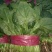 越冬菠菜20~30厘米山东省聊城市莘县基地直供