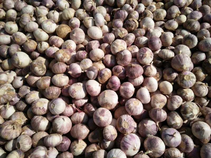 大蒜混级统货干蒜