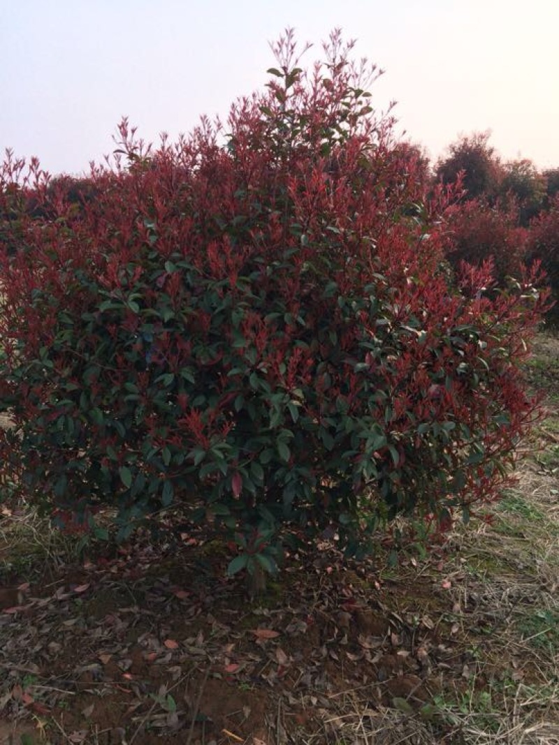 红花紫薇