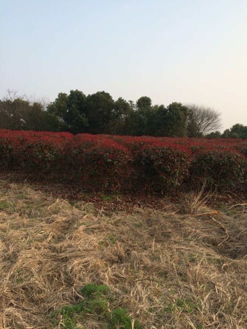红花紫薇