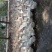 鹅苗