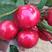 大连美早樱桃，各种规格，产地一手货源，品种保证，全国发