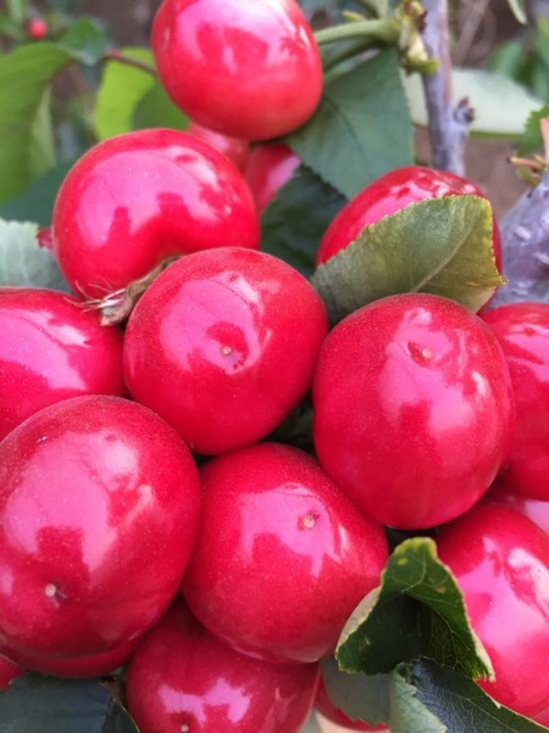 大连美早樱桃，各种规格，产地一手货源，品种保证，全国发