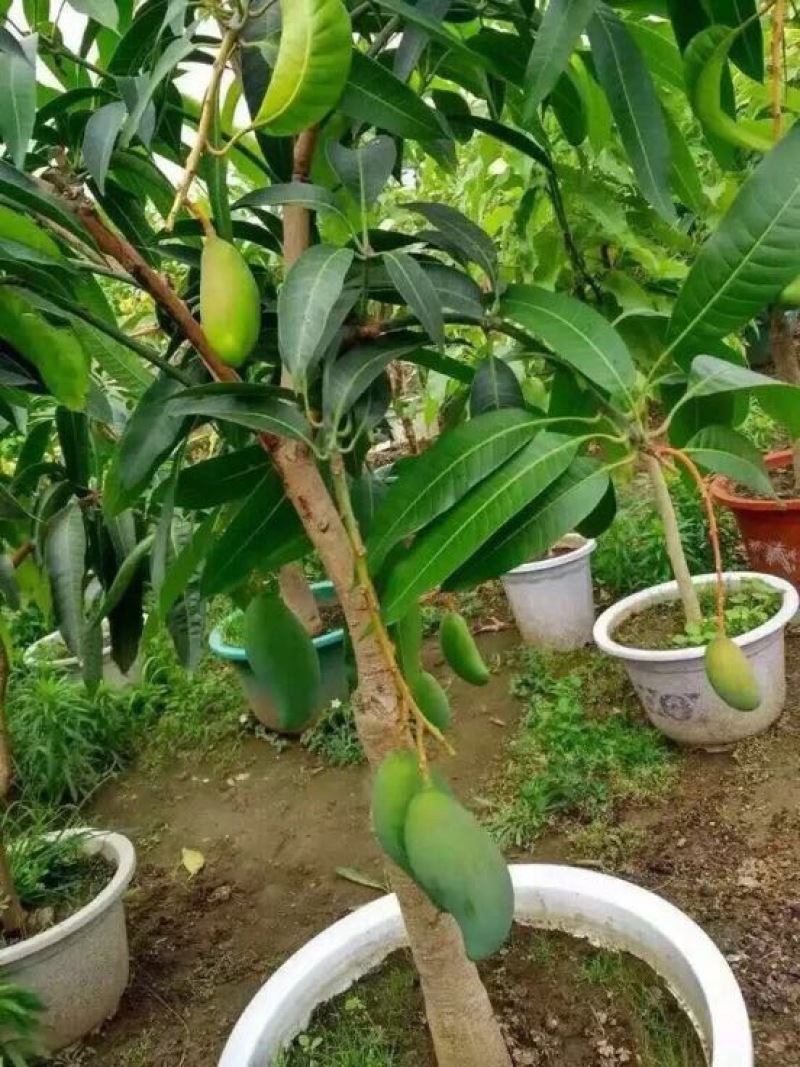 金煌芒树苗1.5~1.8m