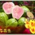 西瓜番石榴苗50~80cm