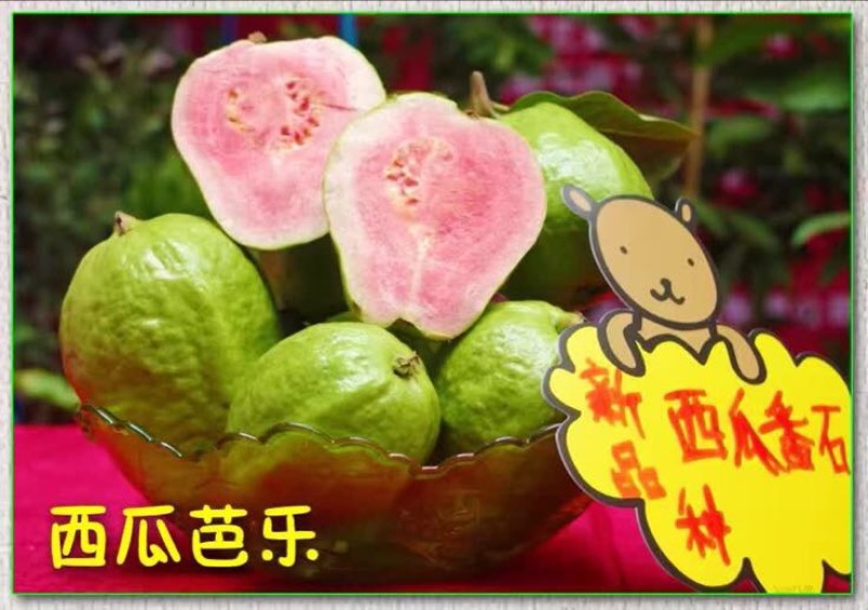 西瓜番石榴苗50~80cm