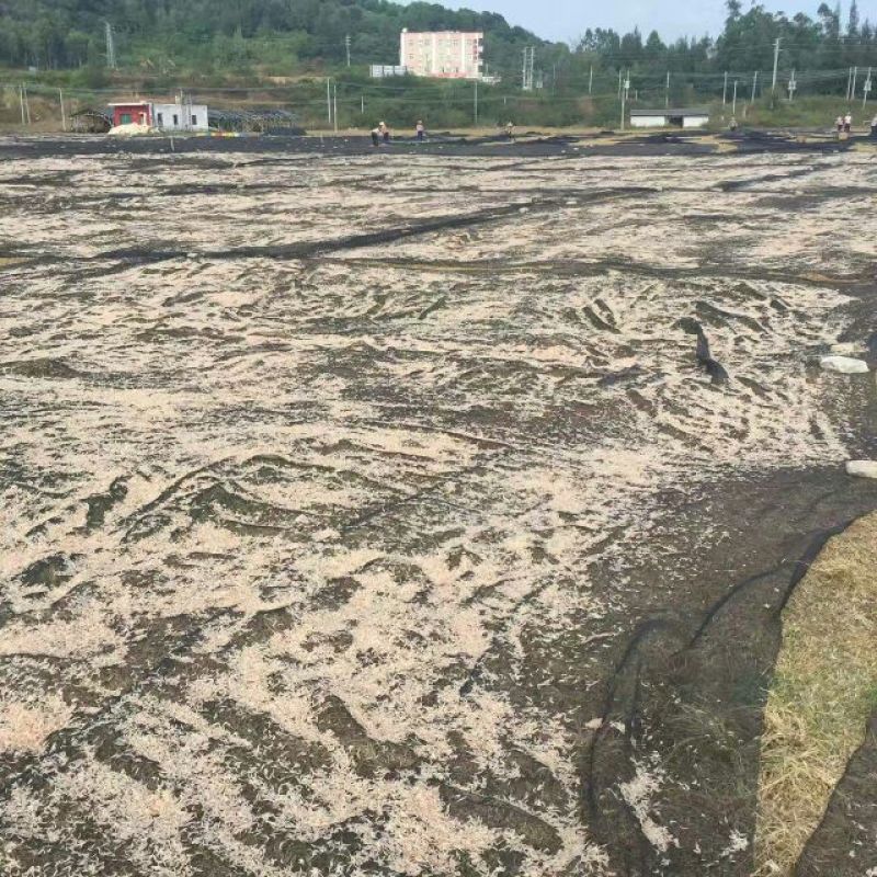 干虾