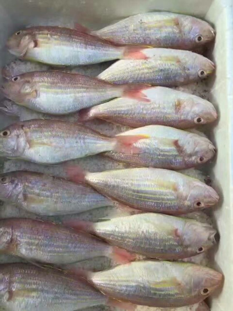 干虾