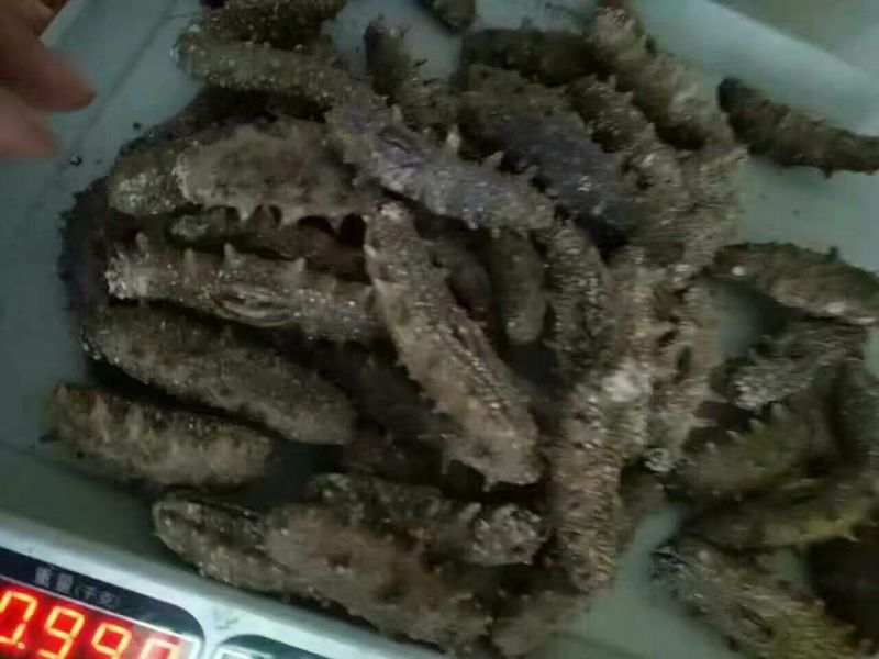 干虾