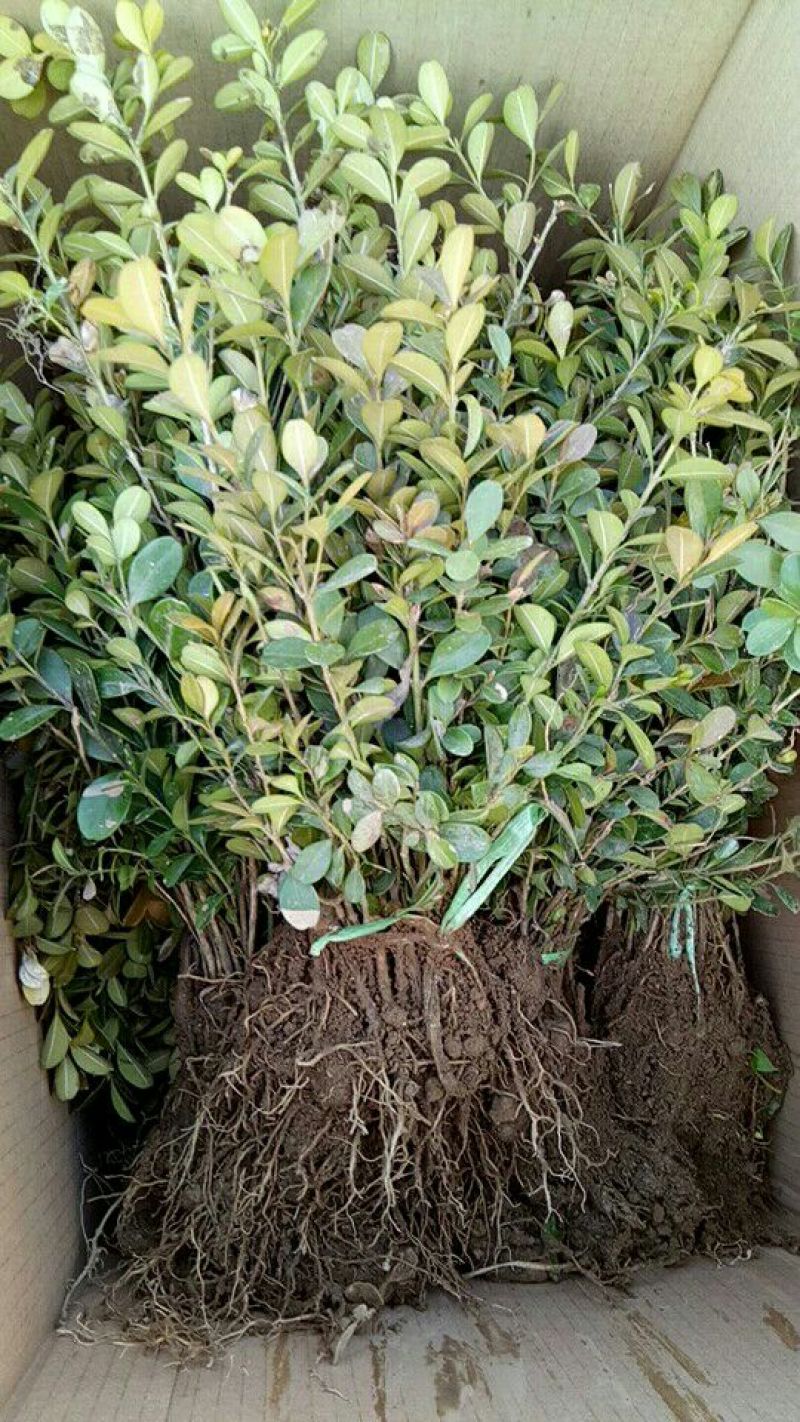 黄杨苗老兵苗圃专售大小色块床