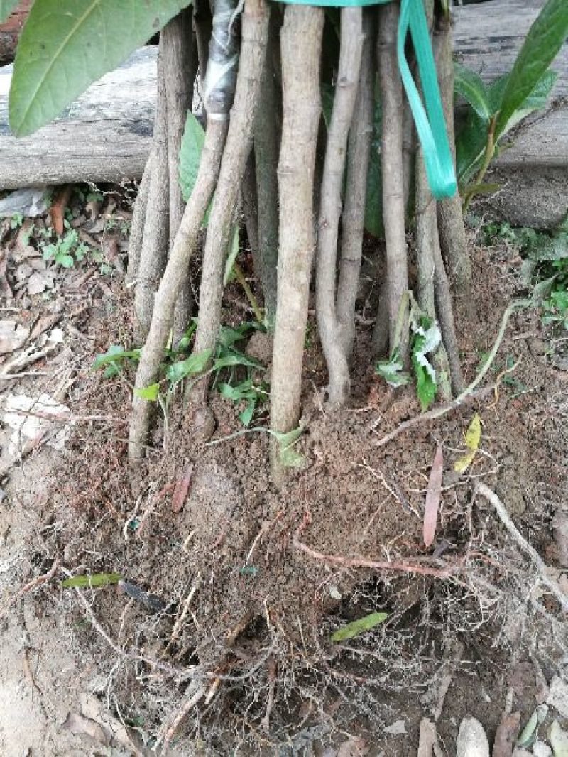 枇杷树苗51~80cm
