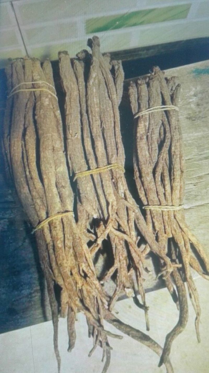 当归干货，鲜货，