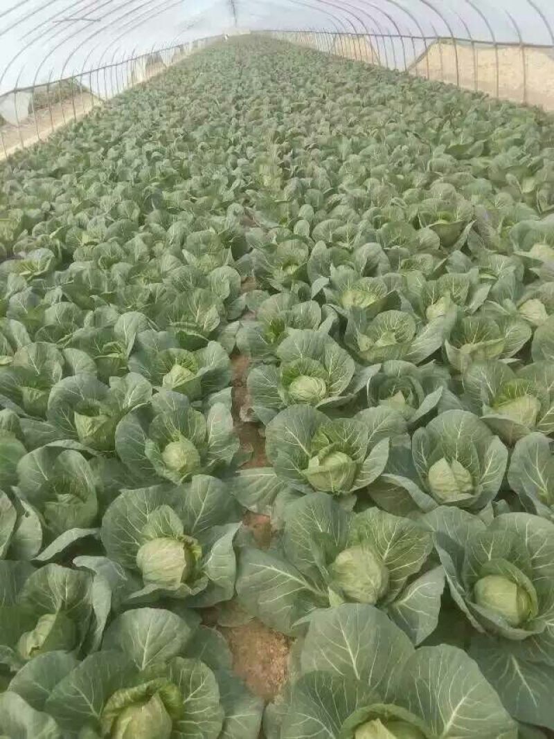 徐州沛县张陆甘蓝长年供应