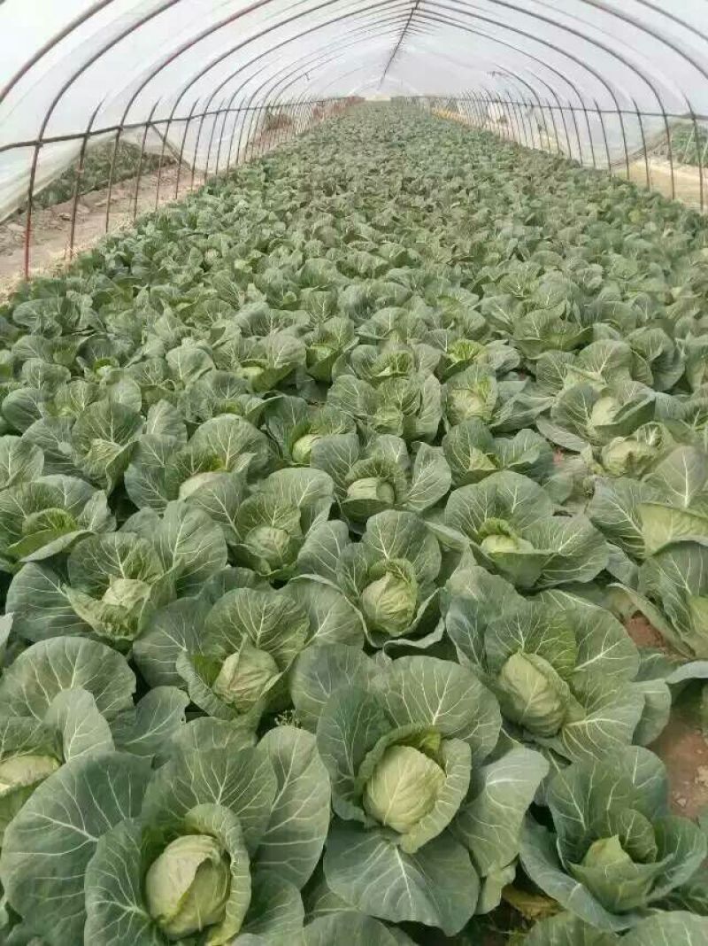 徐州沛县张陆甘蓝长年供应