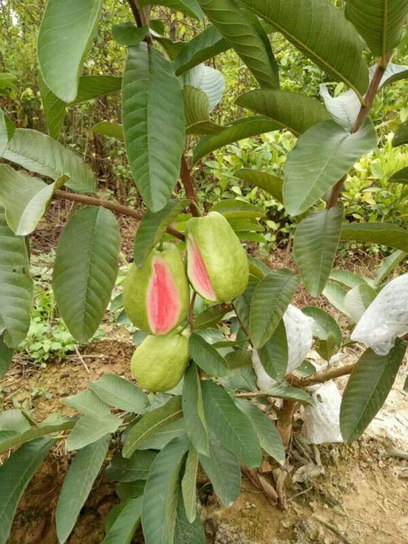西瓜番石榴苗50~80cm