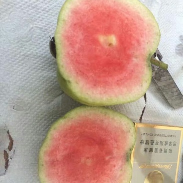 西瓜番石榴苗50~80cm