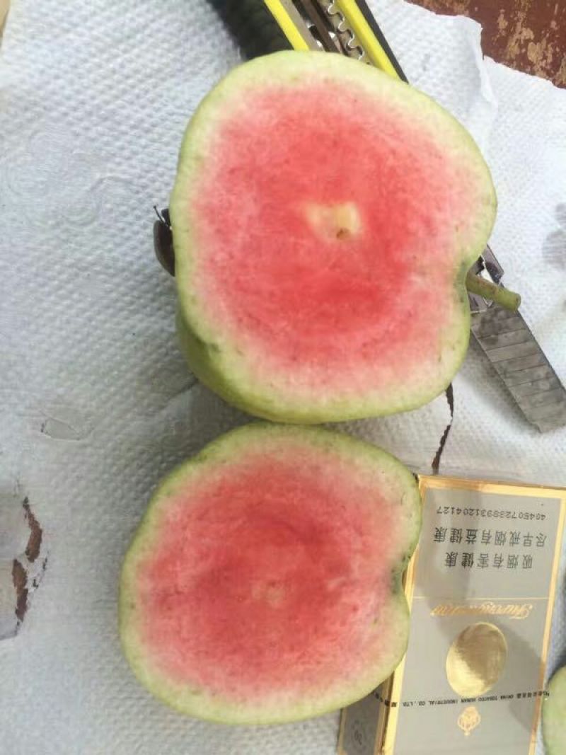 西瓜番石榴苗50~80cm