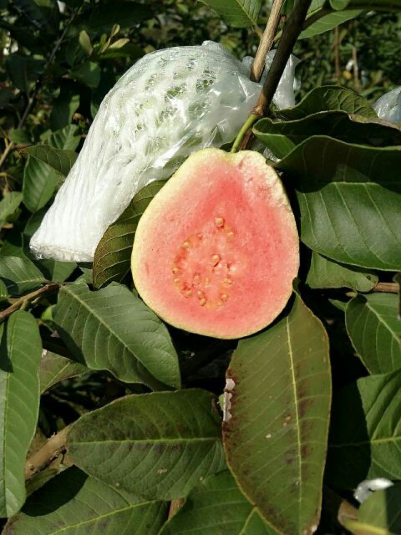西瓜番石榴苗50~80cm