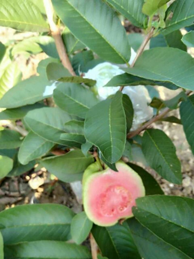 西瓜番石榴苗50~80cm