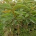 西瓜番石榴苗50~80cm