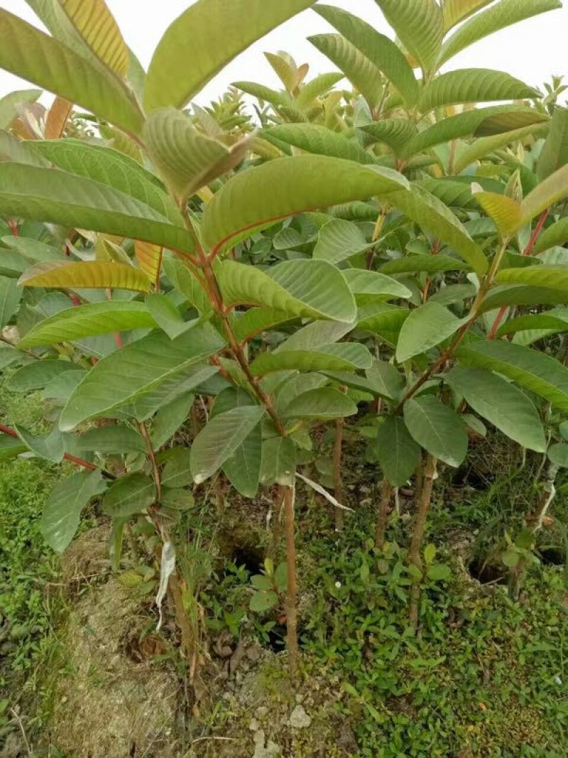 西瓜番石榴苗50~80cm