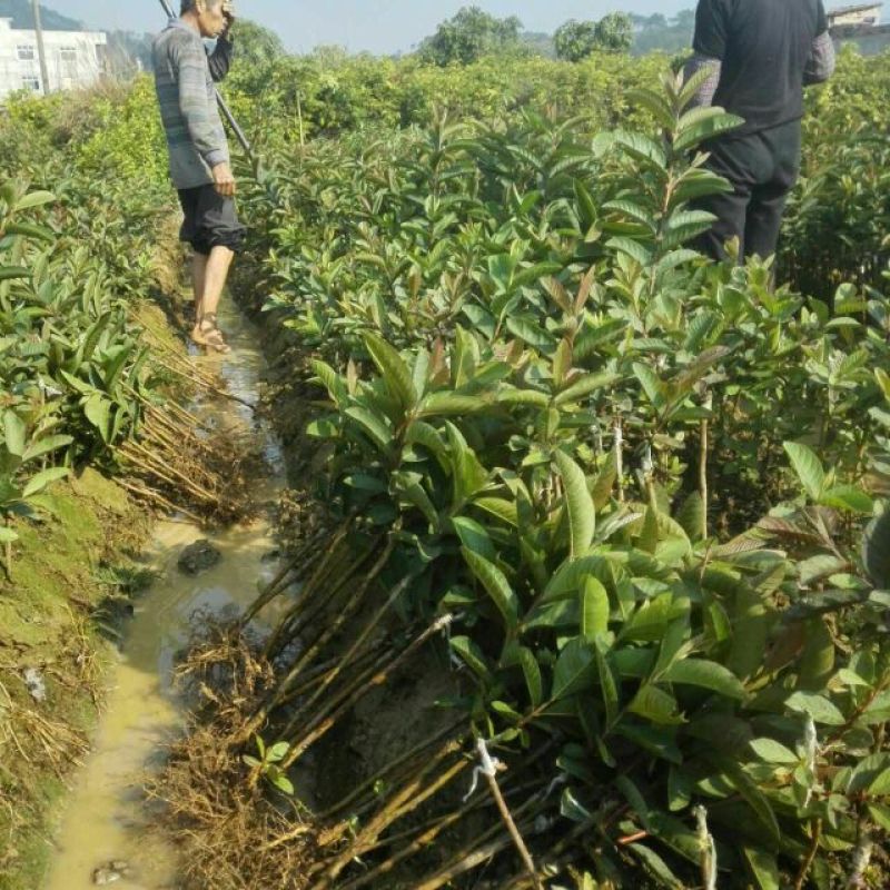 西瓜番石榴苗50~80cm