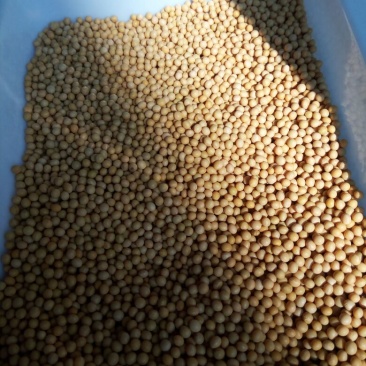 芽豆食用