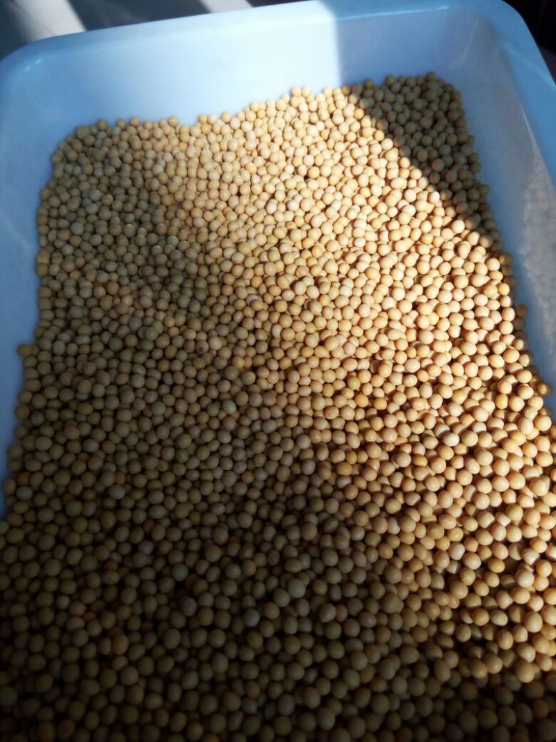 芽豆食用