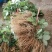 草莓苗10~20cm