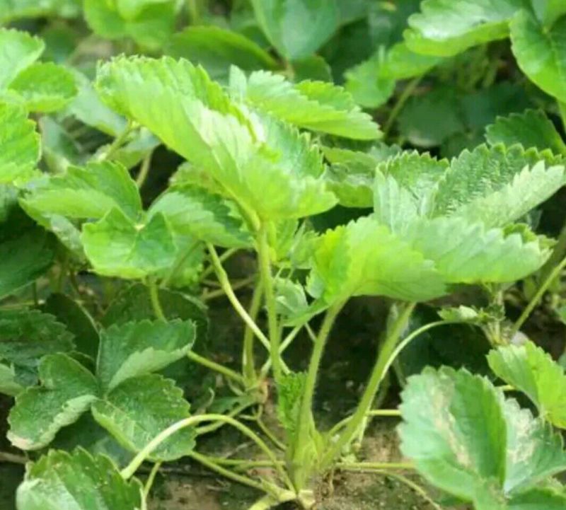 草莓苗10~20cm