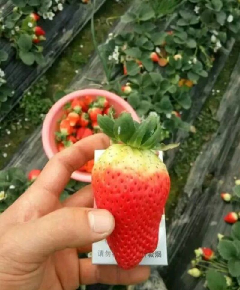 草莓苗10~20cm