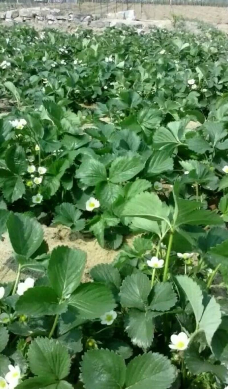 草莓苗10~20cm