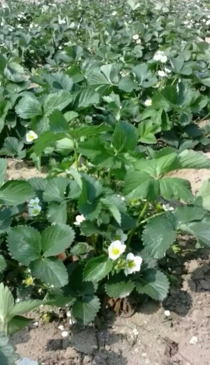草莓苗10~20cm