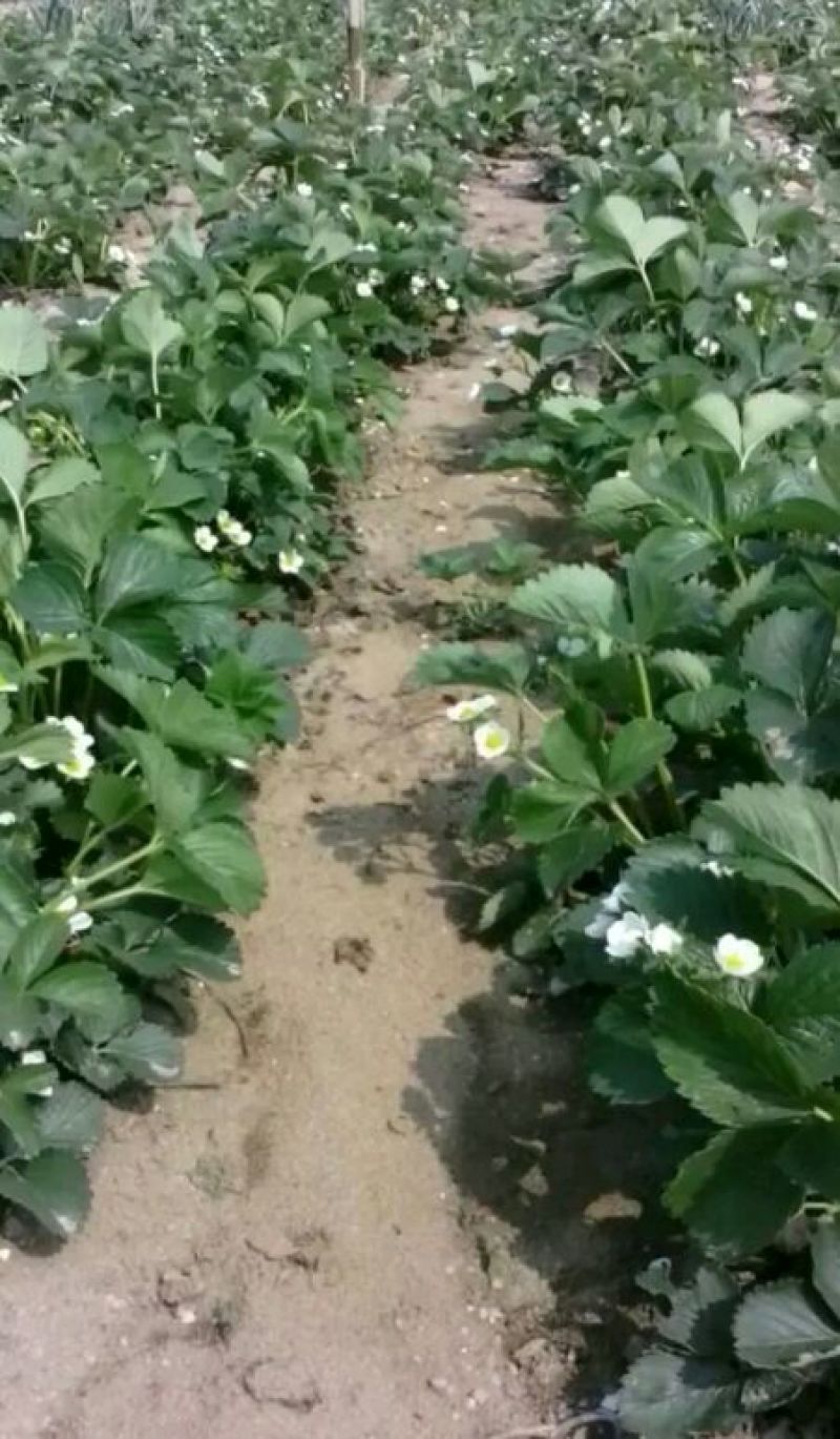草莓苗10~20cm