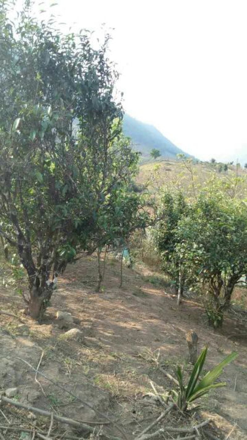 古树普洱茶一级