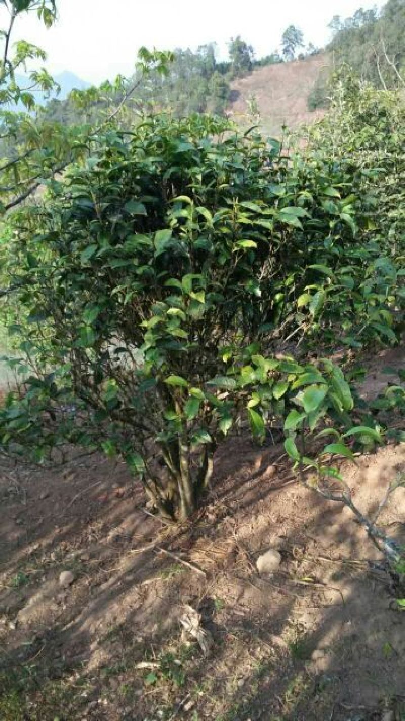 古树普洱茶一级