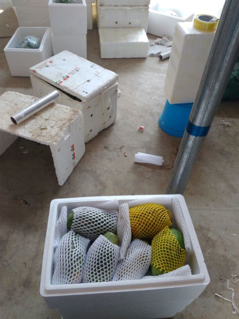 大青木瓜2.5~3斤